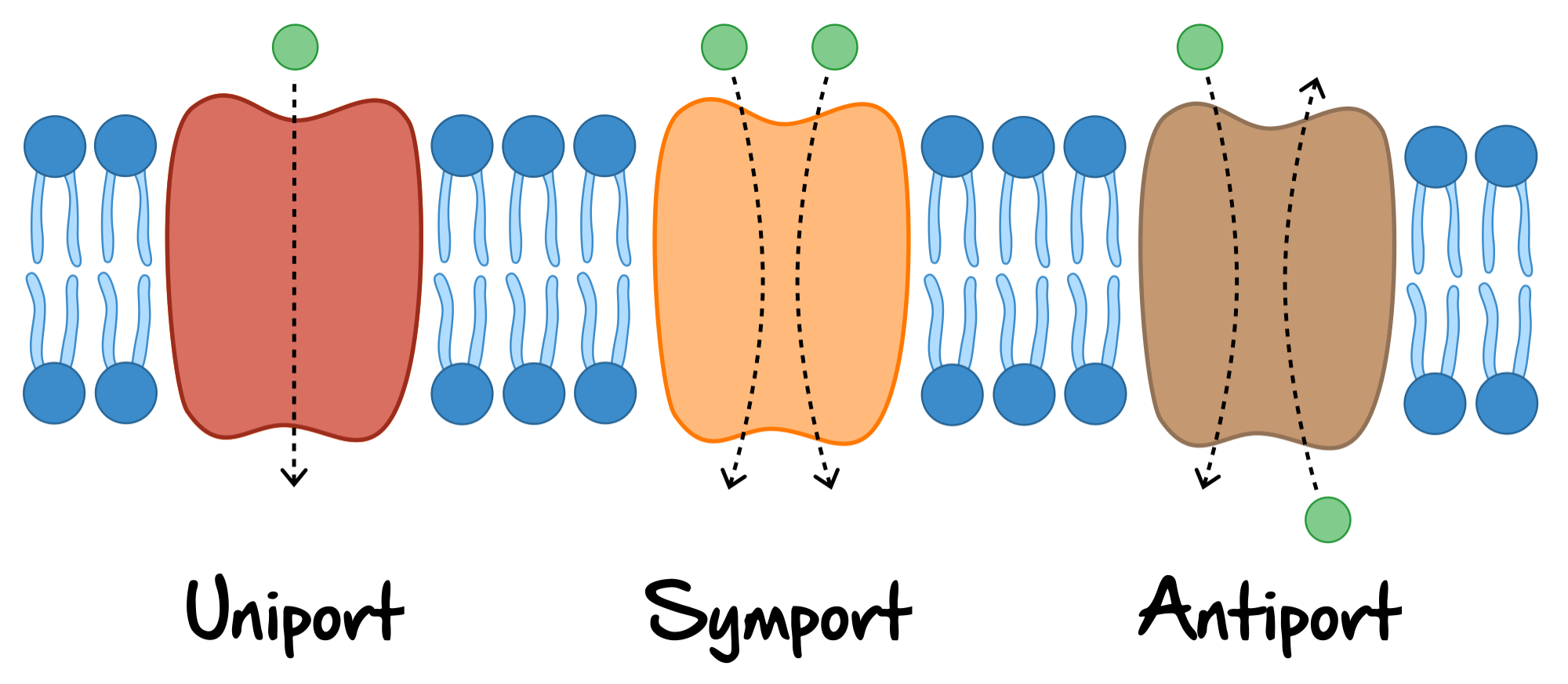Beispiel Demo Frontend Studymed.at