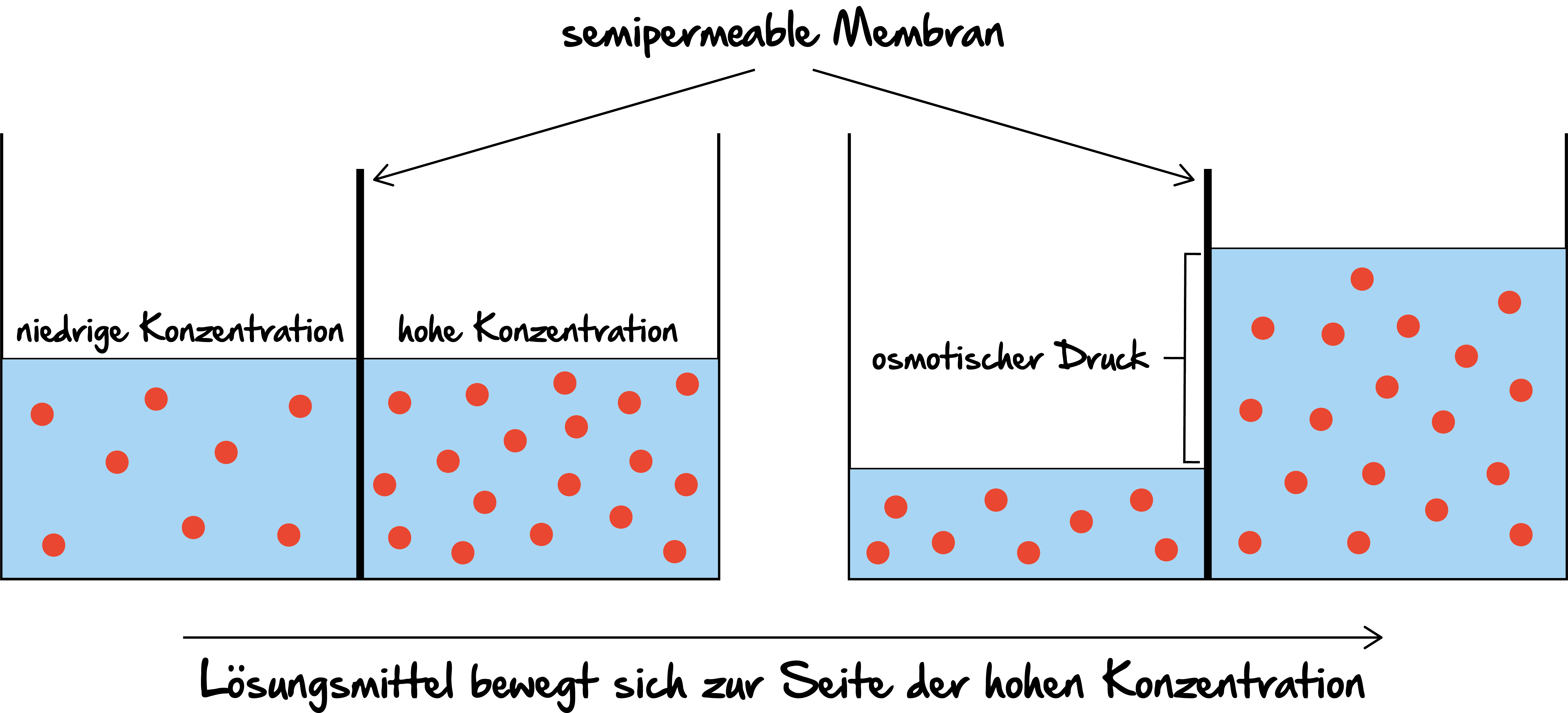 Beispiel Demo Frontend Studymed.at