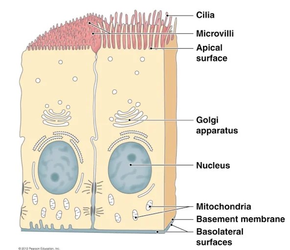 14 Types of Cells in Human Body & their Important Functions