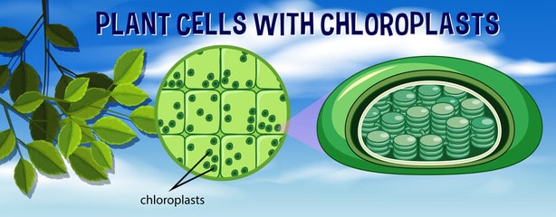 Chloroplast Structure and Function in detail with Labelled Diagram