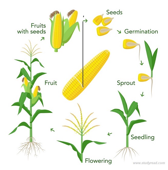 6 Stages of Plant life cycle in Detail with Diagram