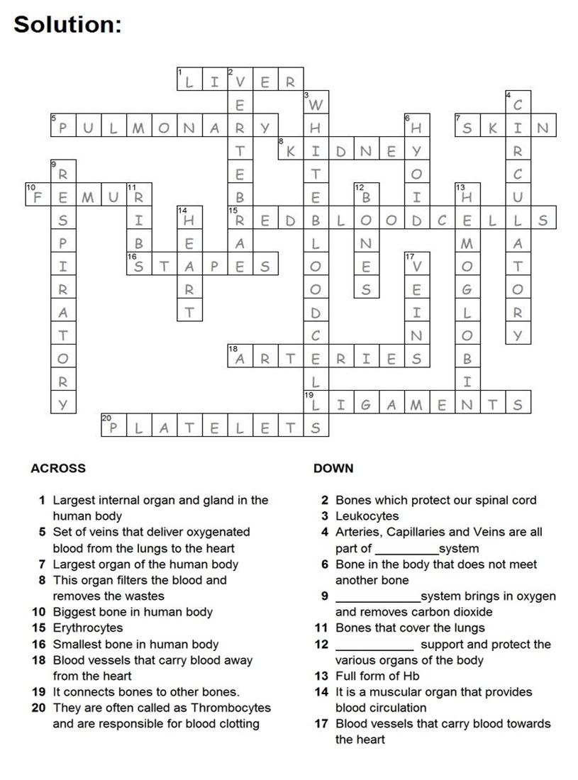 Solution Human body Puzzle