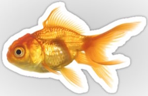 Goldfish Die Cut Sticker