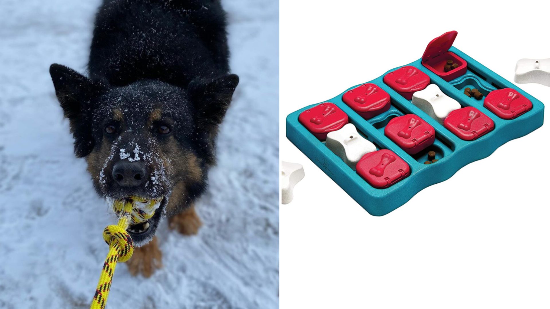 The Best Toys To Keep Your Pets Entertained At Home