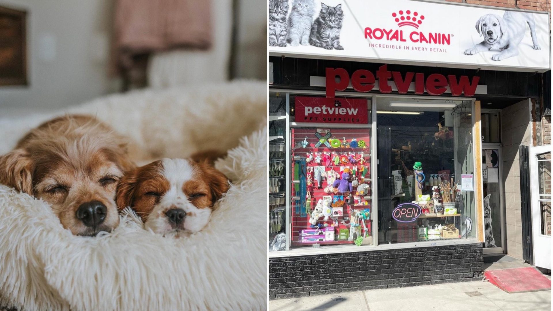 The Best Local Pet Stores In Toronto & The GTA