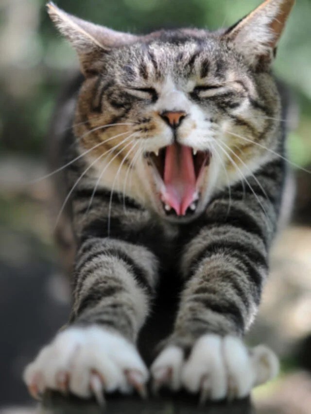 10 Weird Animal Facts