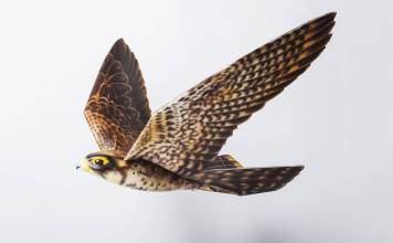 robird.jpeg?resize=356%2C220&ssl=1