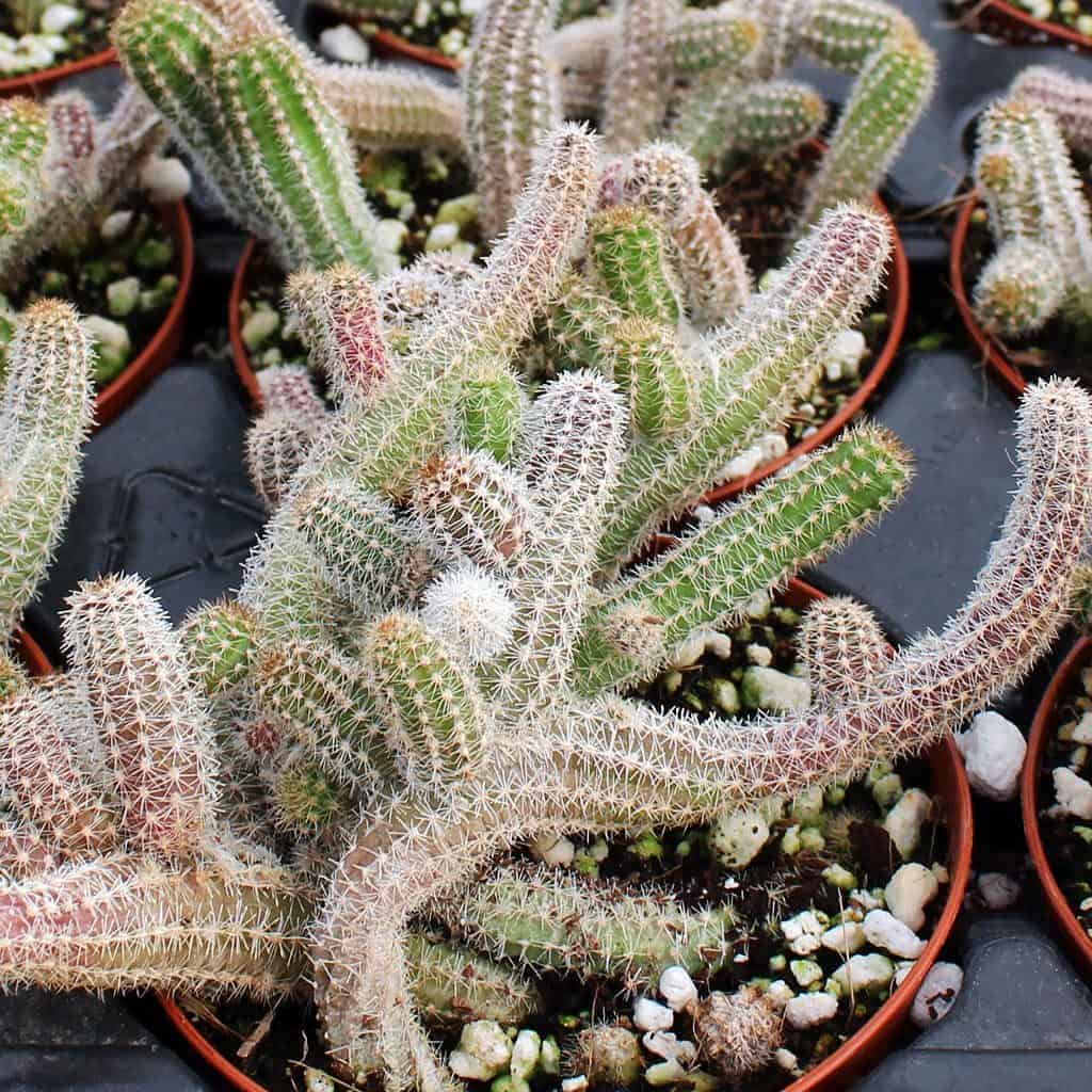 9 Best Trailing Succulents and Cacti Sublime Succulents