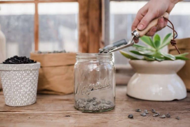 Do Succulents Need Drainage? Learn to Water Them Correctly