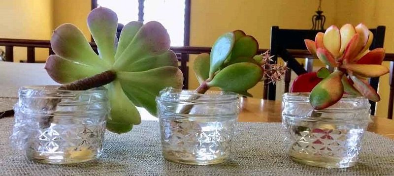 White, cottony mealybugs especially like to invade cacti but can be wiped out using a neem oil and water mixture or an. Water Propagation For Succulents How To Avoid Root Rot Guide