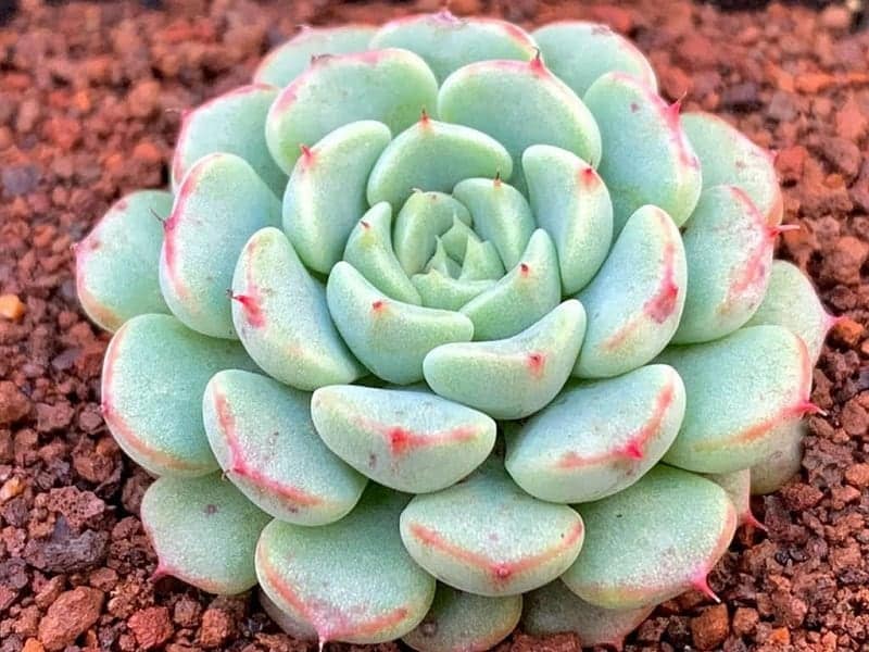 Echeveria Colorata A Complete Succulent Care Guide
