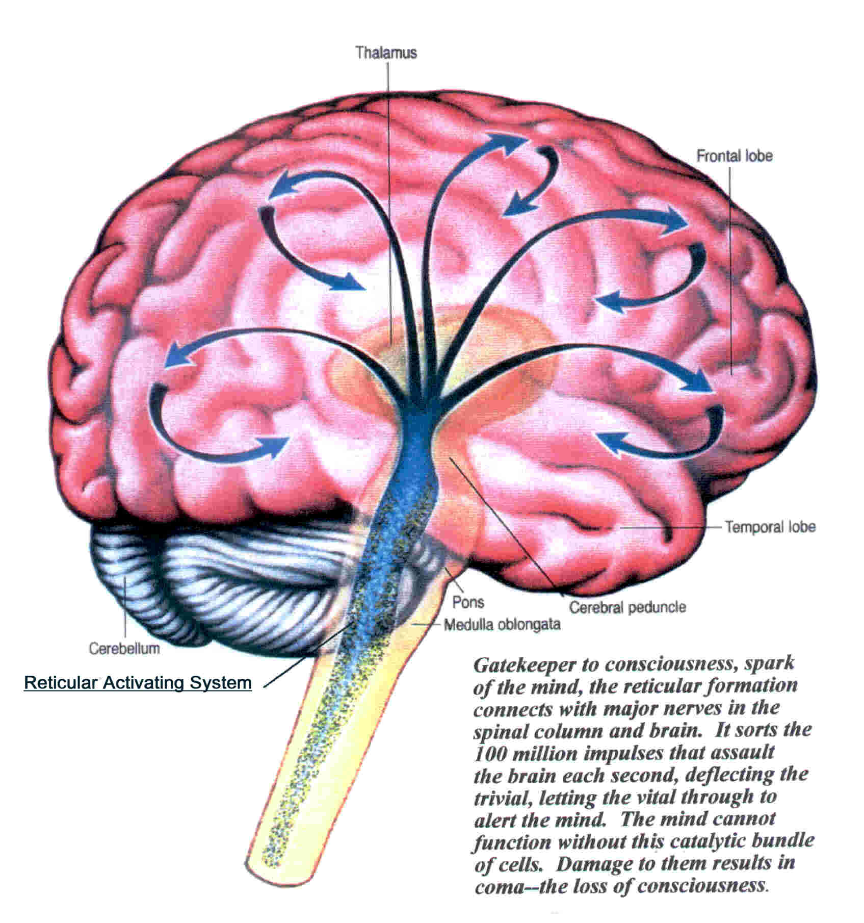 Tweaking your Critical Factor Understanding RAS Subliminal Hacking