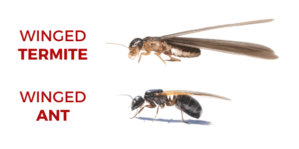 Winged Carpenter Ants