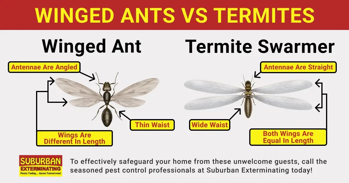 Winged Termites vs Winged Ants | Pest Control Experts