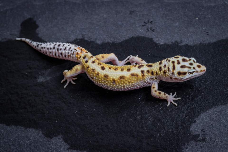 Suburban Geckos White and Yellow Leopard Geckos