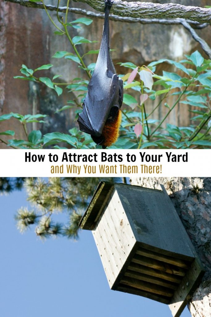 How to Attract Bats to Your Yard Suburbia Unwrapped