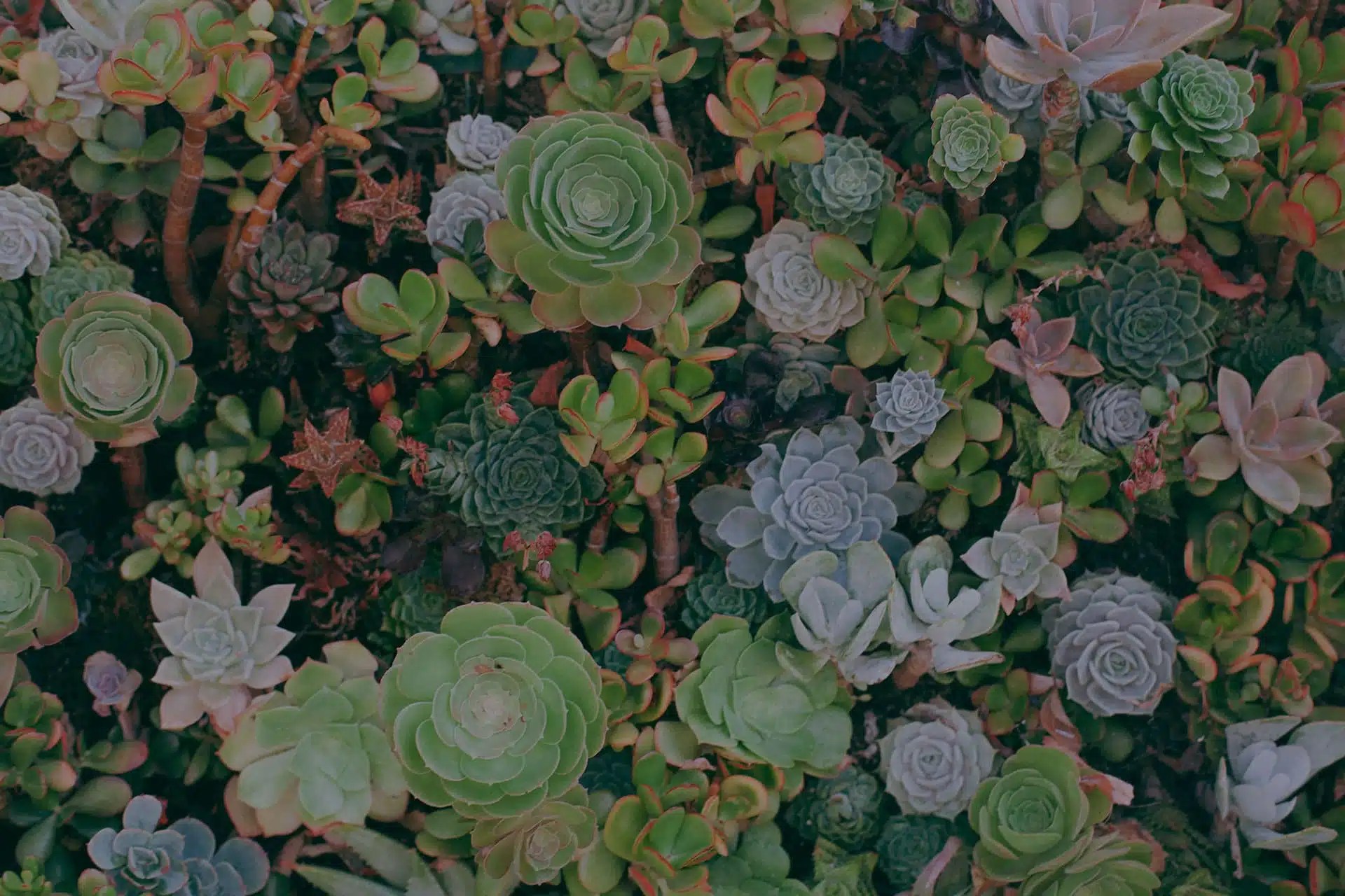 San Francisco Succulent and Cactus Delivery (Fast Shipping)