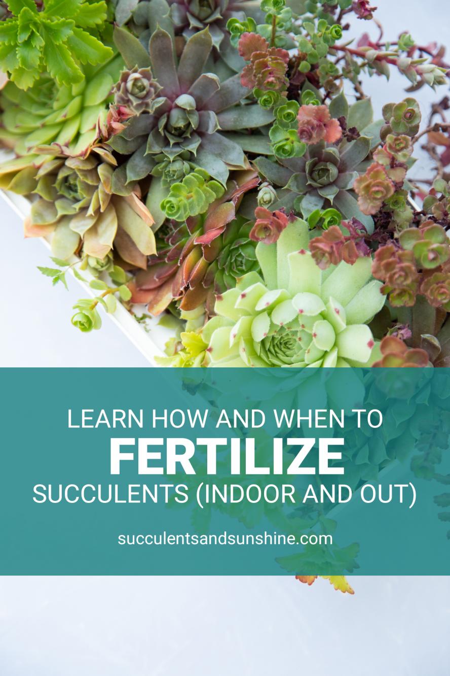 Learn how to fertilize succulents Succulents and Sunshine