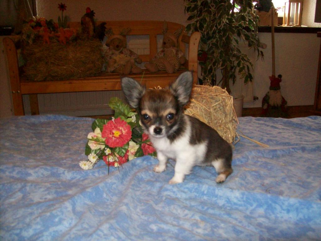 Chihuahua Welpen (auch Minis) Langhaar