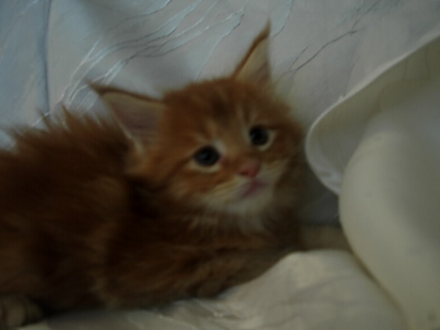 Wunderschöne Maine Coon Kitten