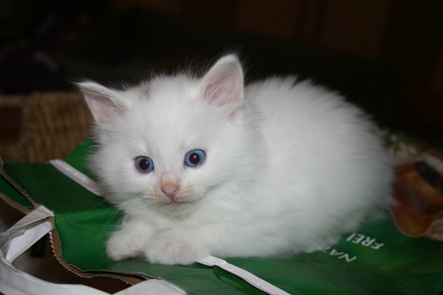 Sibirische katzenbabys