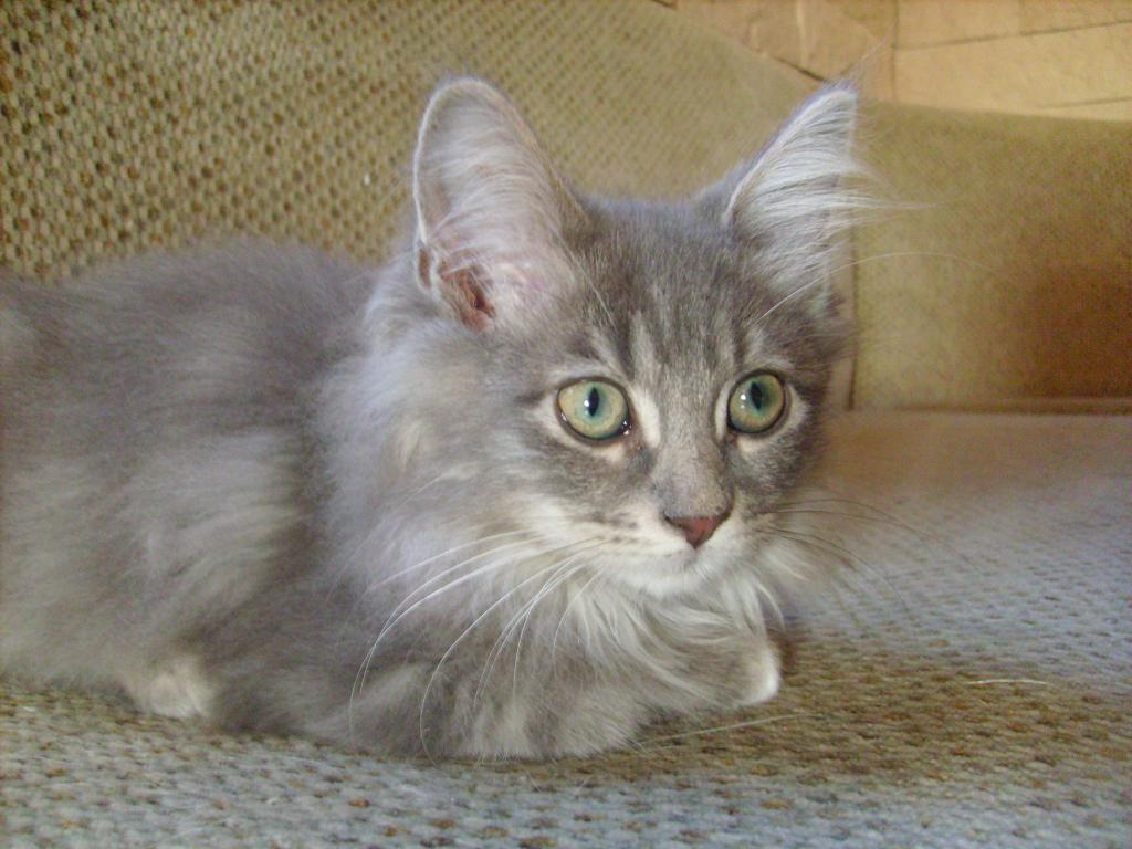 MaineCoonBirmaMix