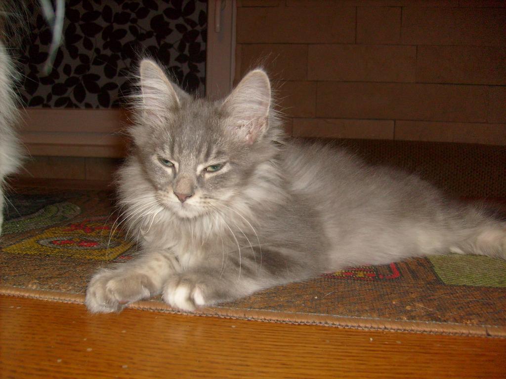 MaineCoonBirmaMix