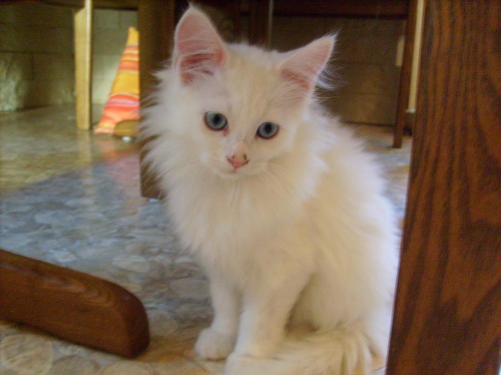 MaineCoonBirmaMix
