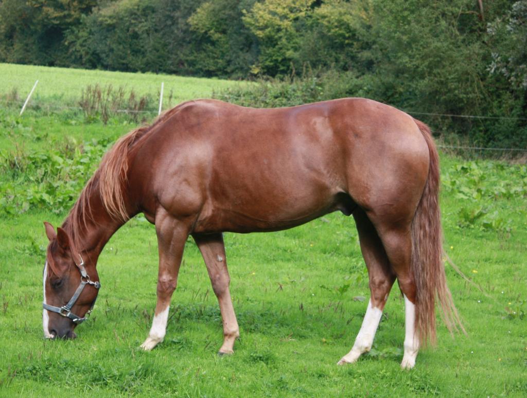 4jährigen Quarter Horse Wallach (Doc Chex Enkel) zu verkaufen
