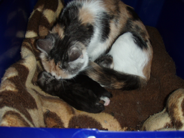 Süße Perser/Ragdoll Kitten ab ENDE FEBRUAR!!!