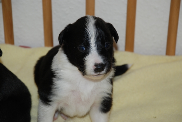 Border Collie Welpen s/w u.blue merle mit Papieren