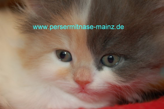 Perserkatzen mit Nase in versch. Farben aus PKDGenneg. Zucht hin und