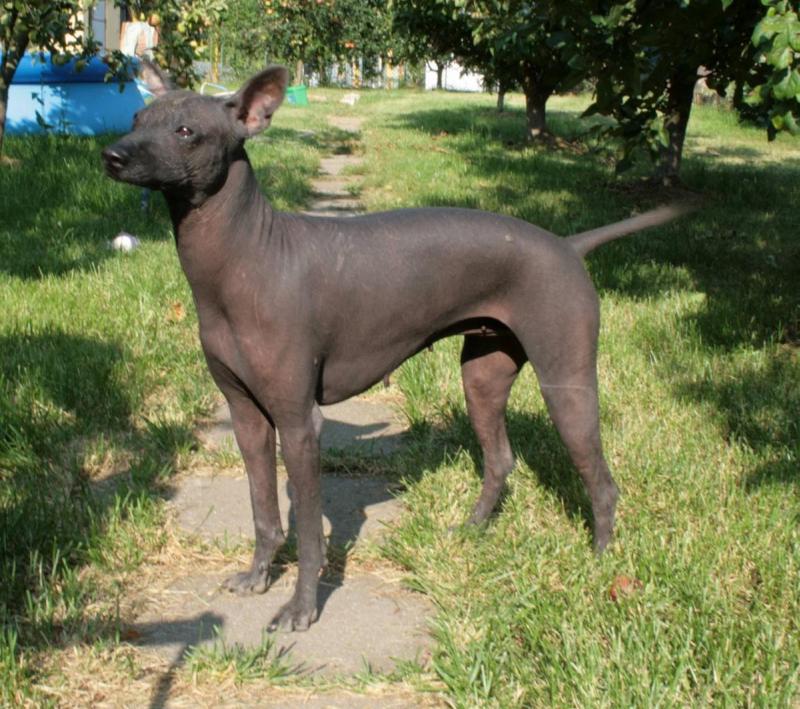 Peruanischer Nackthund Welpen mit Papiere