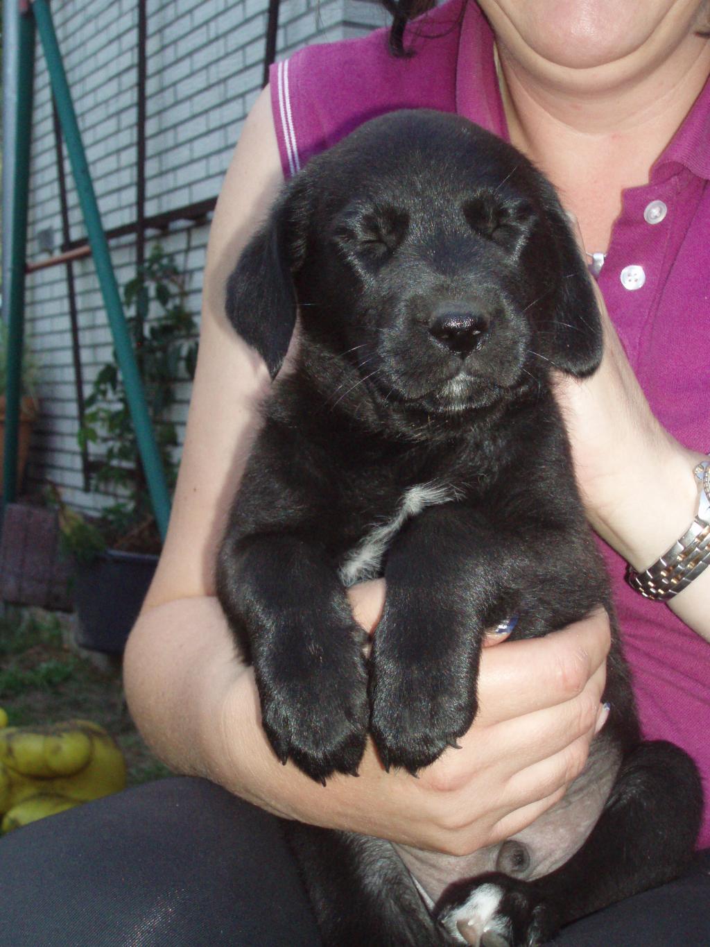 Süße Golden Retriever Labrador Mix Welpen