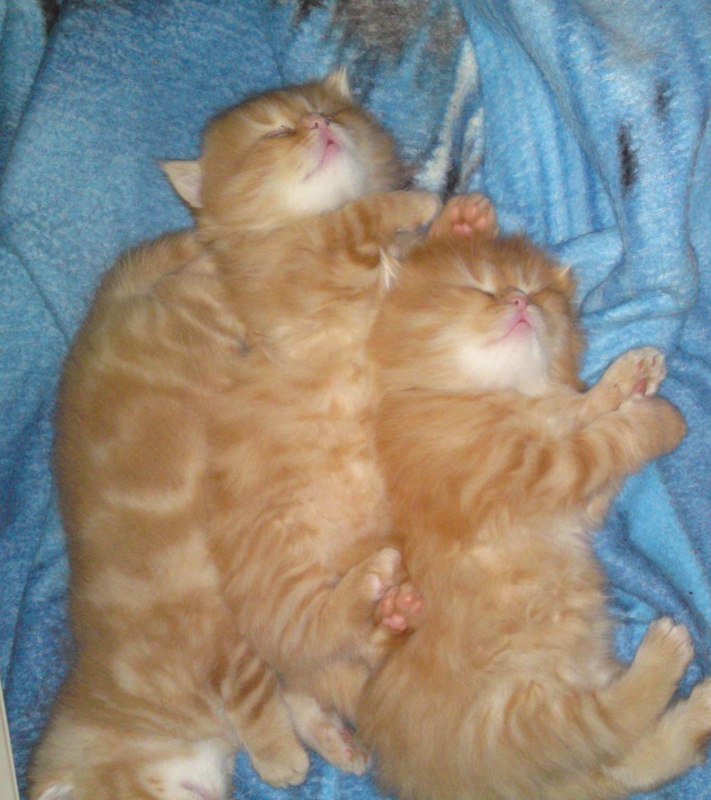 4 ''Glückskätzchen'' 3/4 perser mix kitten mit nase abzugeben