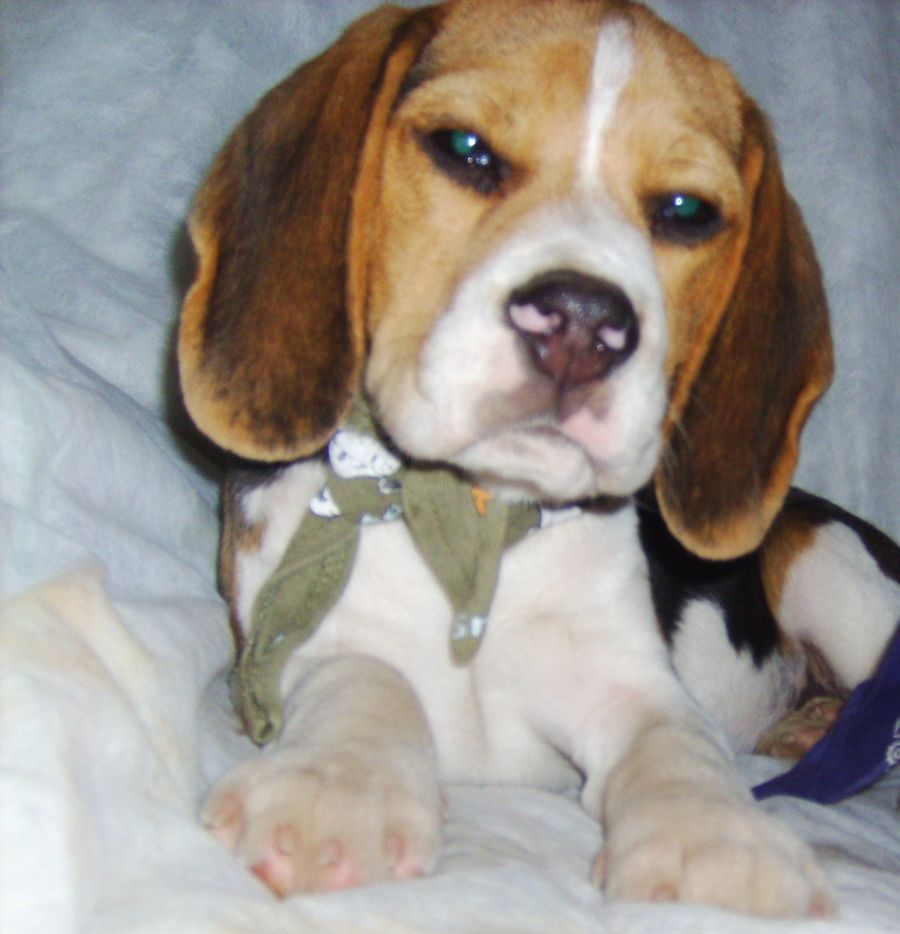 Beagleu. MINIBeagleBabies m. Pap., geimpft, gechipt