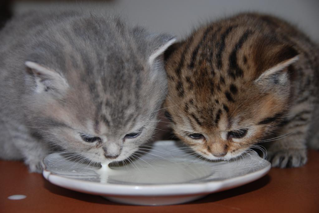 British Kurzhaar Whiskas Tabby Kitten Lilac & Golden spotted abzugeben