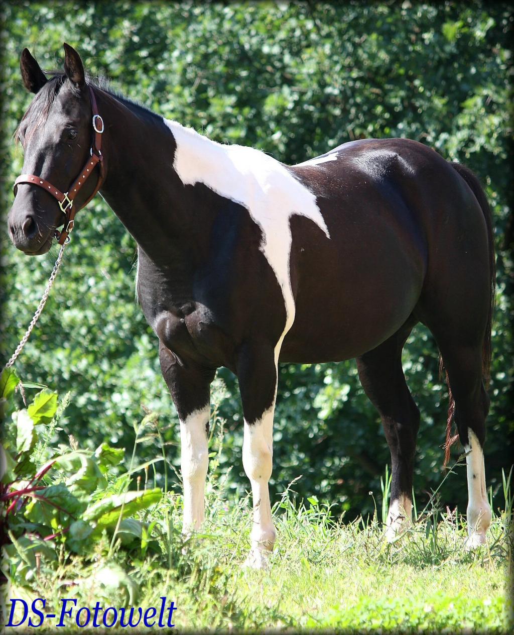 Black Tobiano Paint Horse Stute
