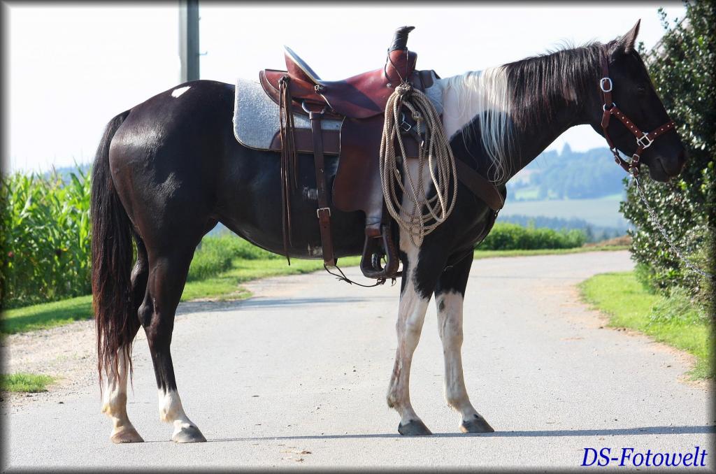 Black Tobiano Paint Horse Stute