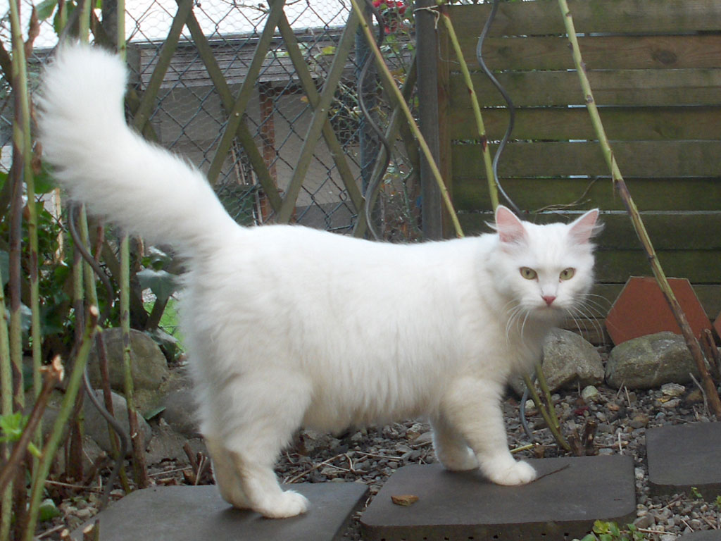 Sibirische Katze, weiß