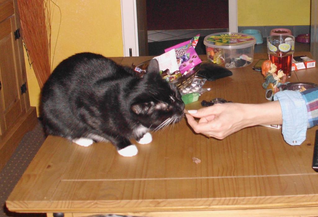 Schwarze Katze ''mit weissen Socken'' in liebevolles zu