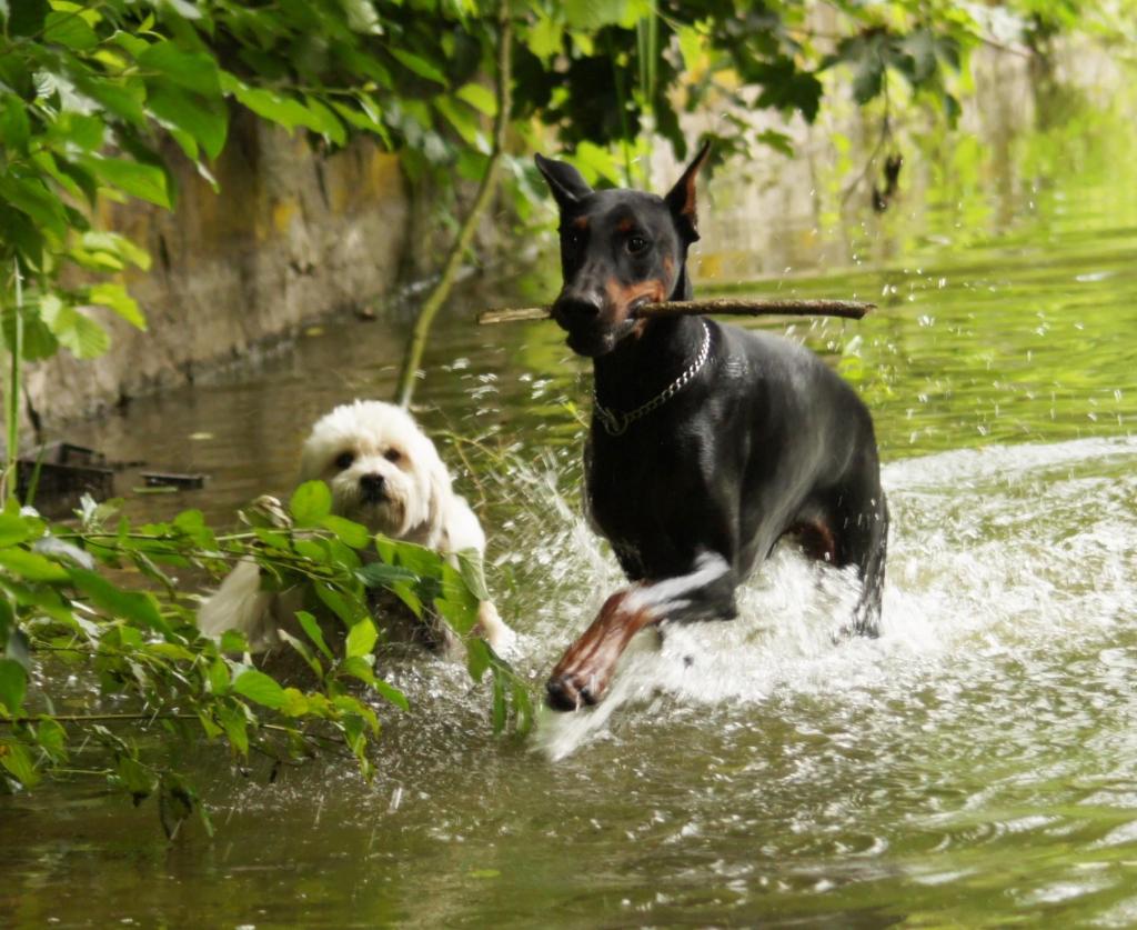 Tierpsychologe, Tierpension, Tierbetreuung, Urlaubsbetreuung von Hunden, Katzen usw.