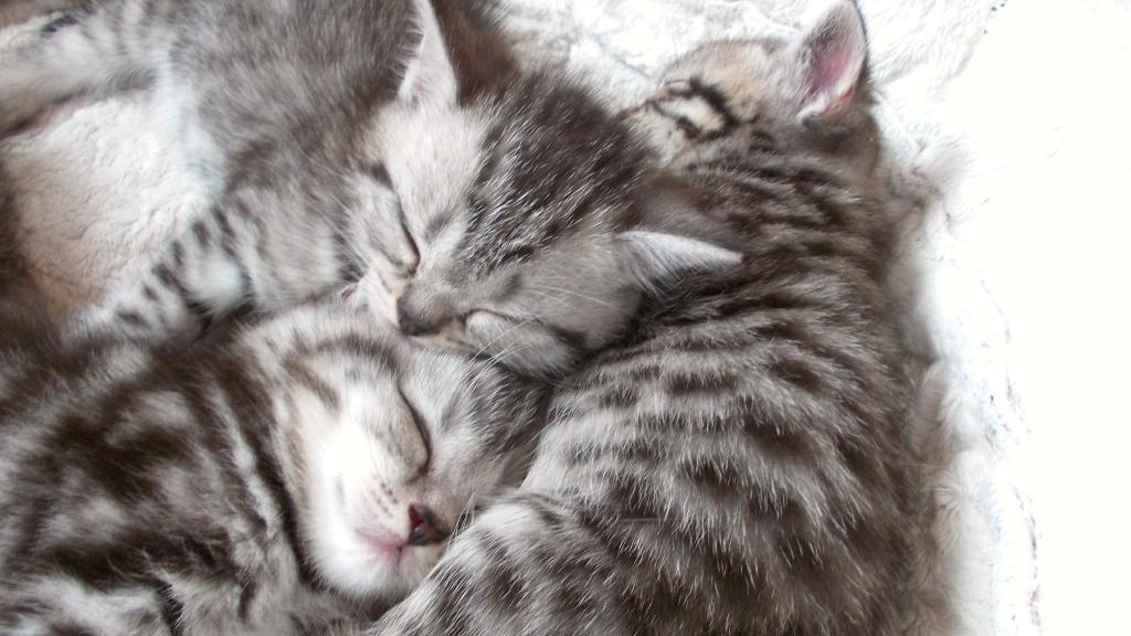 Whiskas Kitten Silvertabby BKH Britisch Kurzhaar abzugeben