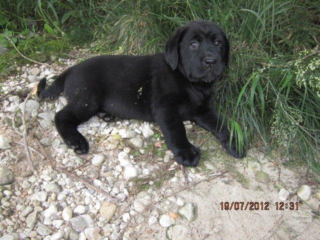 Labrador Welpen aus Österreichischer Familienzucht