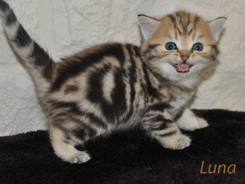 4 BKH Kitten in blackgoldentabbyclassic