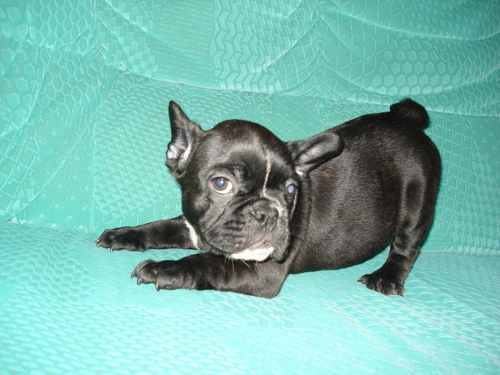 Französische Bulldogge Welpen 2 Monate alt