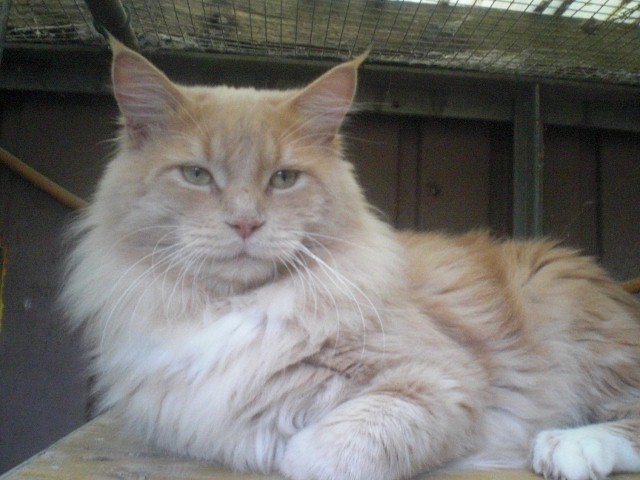 XXL Maine Coon Kitten Kätzin red + creme inkl. gechipter Stammbaum
