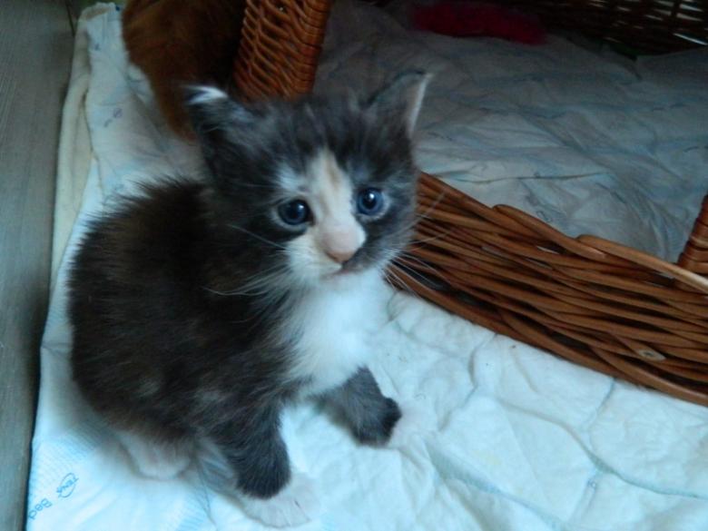 MaineCoonKatze Katzenbabys abzugeben