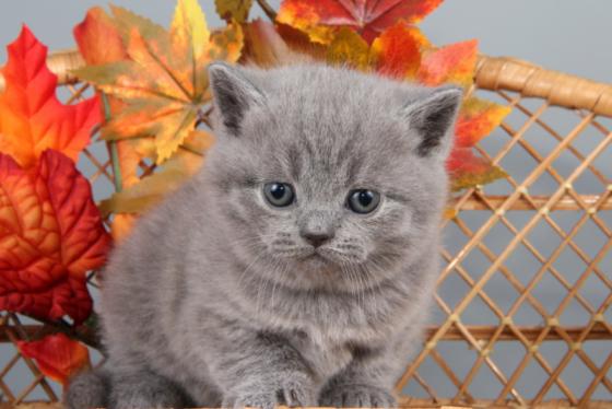 Britisch Kurzhaar / BKH Kitten in blau und lila mit Stammbaum!