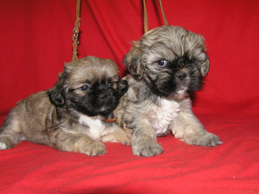 Wunderschöne Shih tzu Welpen(2 Mädels und 2 Jungs